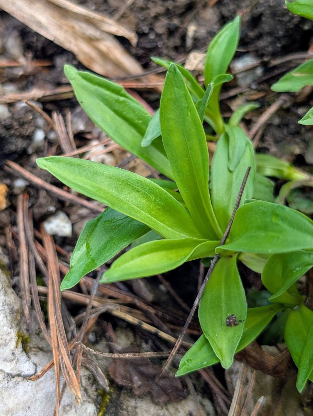 Gentiana trichotoma — houseplant care guide