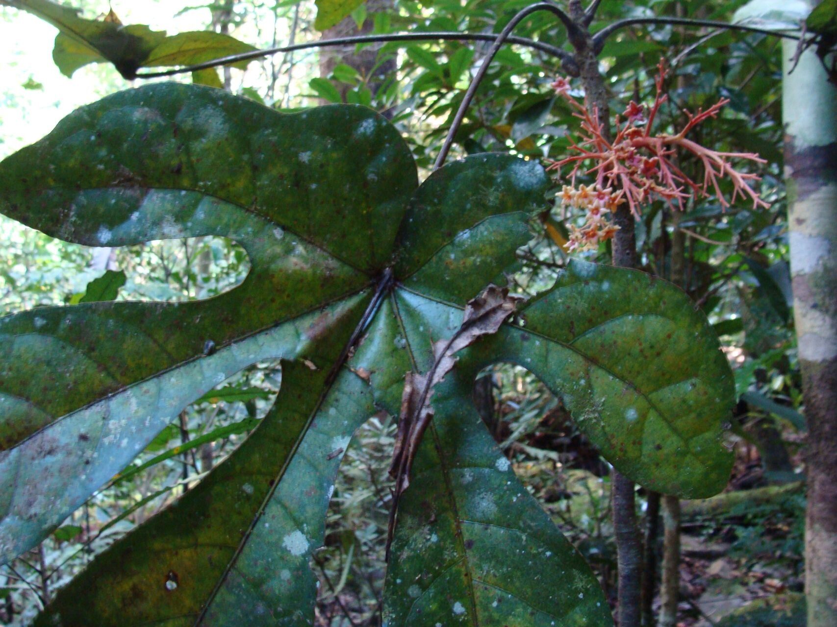 Acropogon domatifer — houseplant care guide