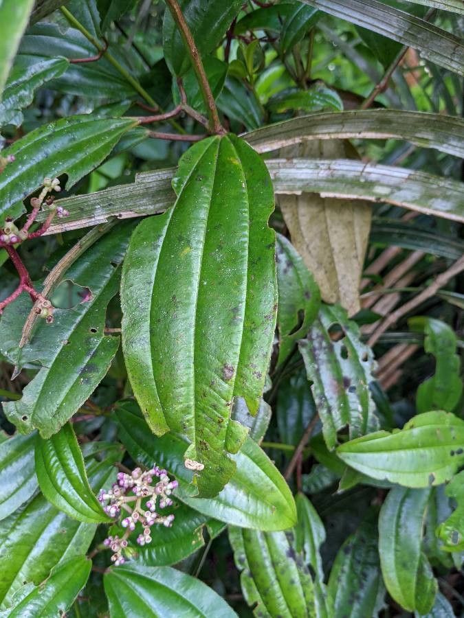 Miconia ciliata leaf