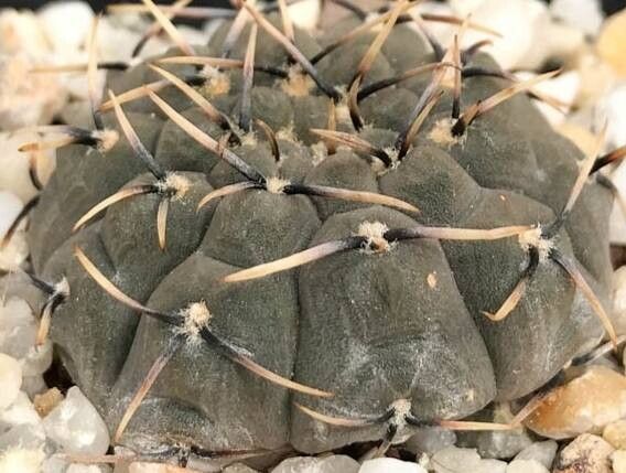 Gymnocalycium basiatrum habit