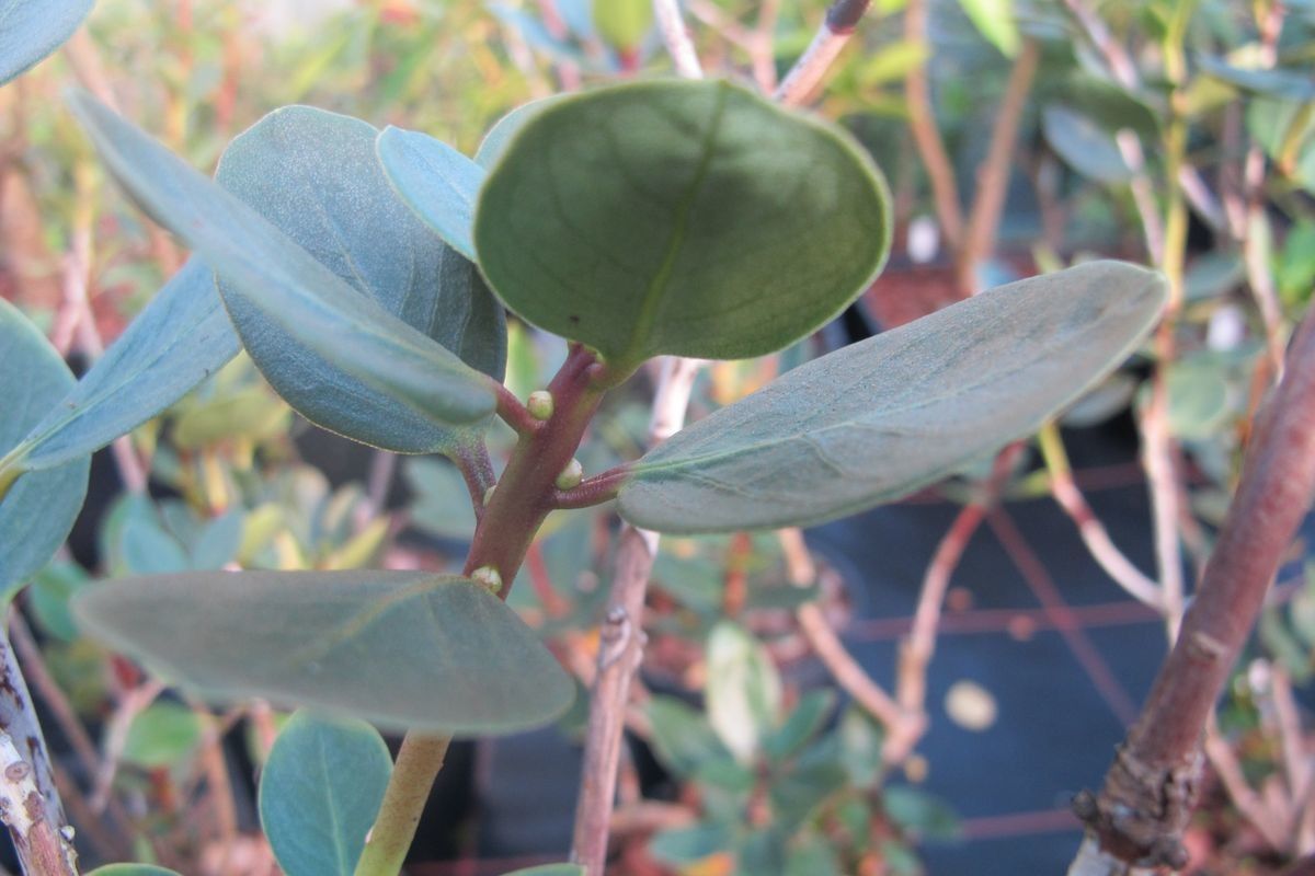 Rhododendron brassii leaf