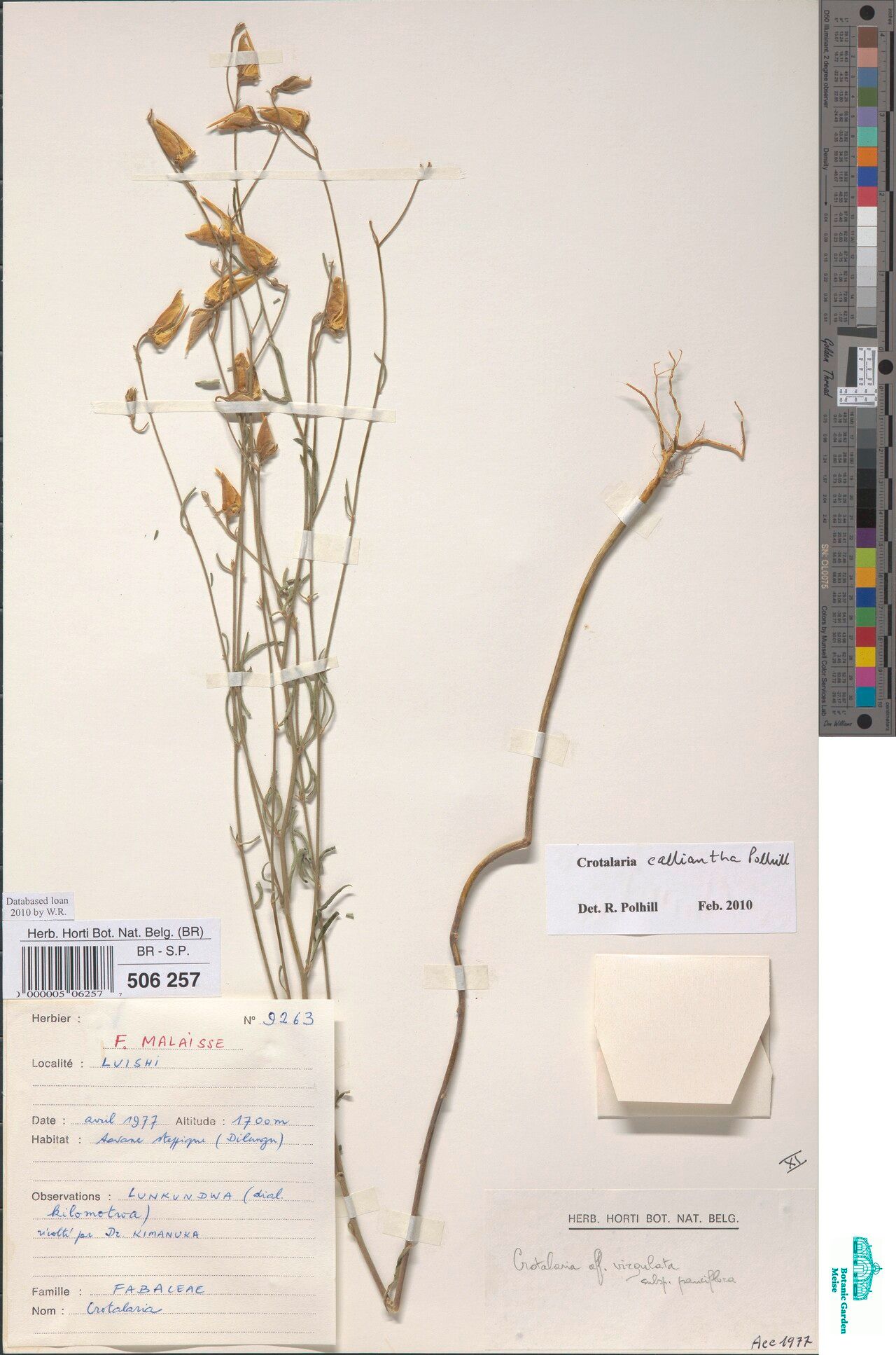 Crotalaria calliantha — houseplant care guide