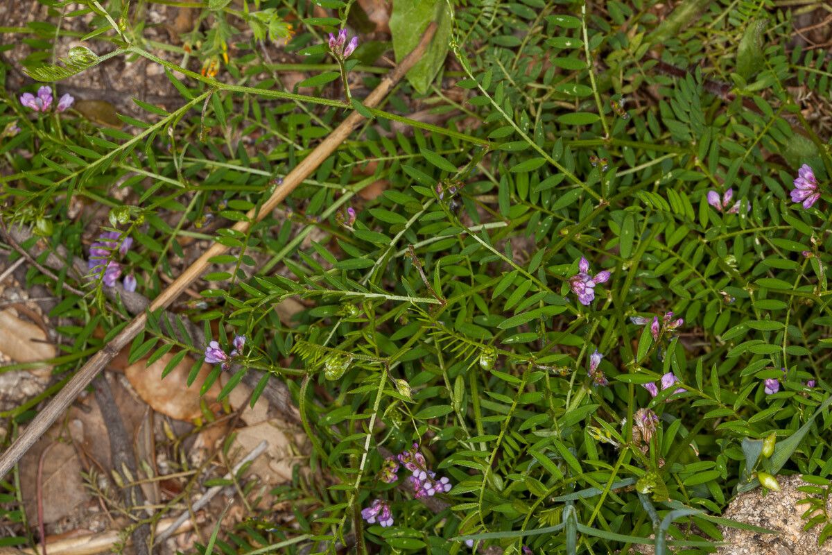 Vicia pubescens leaf