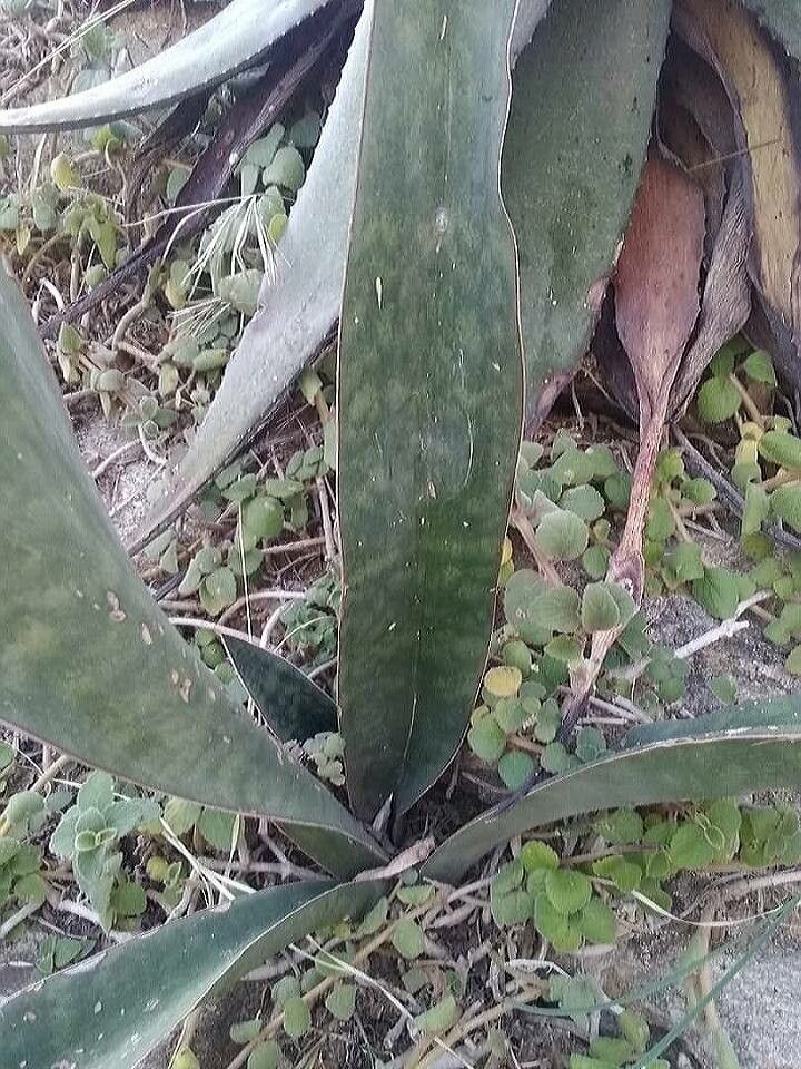Sansevieria forskaliana leaf