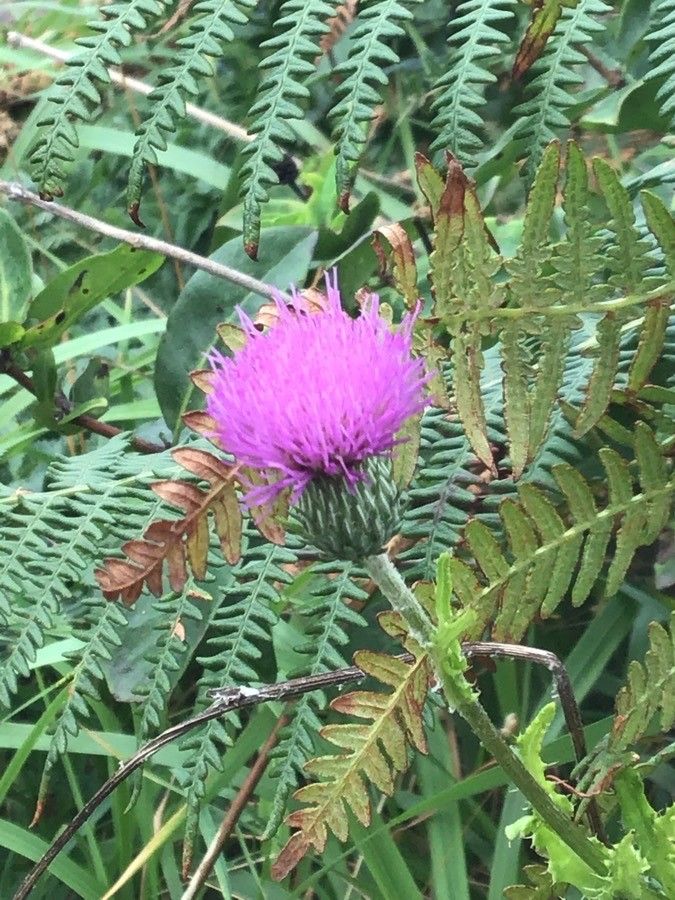 Cirsium palustre flower