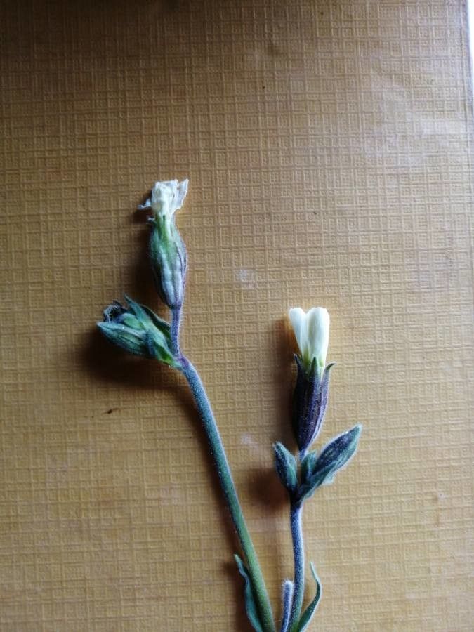 Myosotis minutiflora other