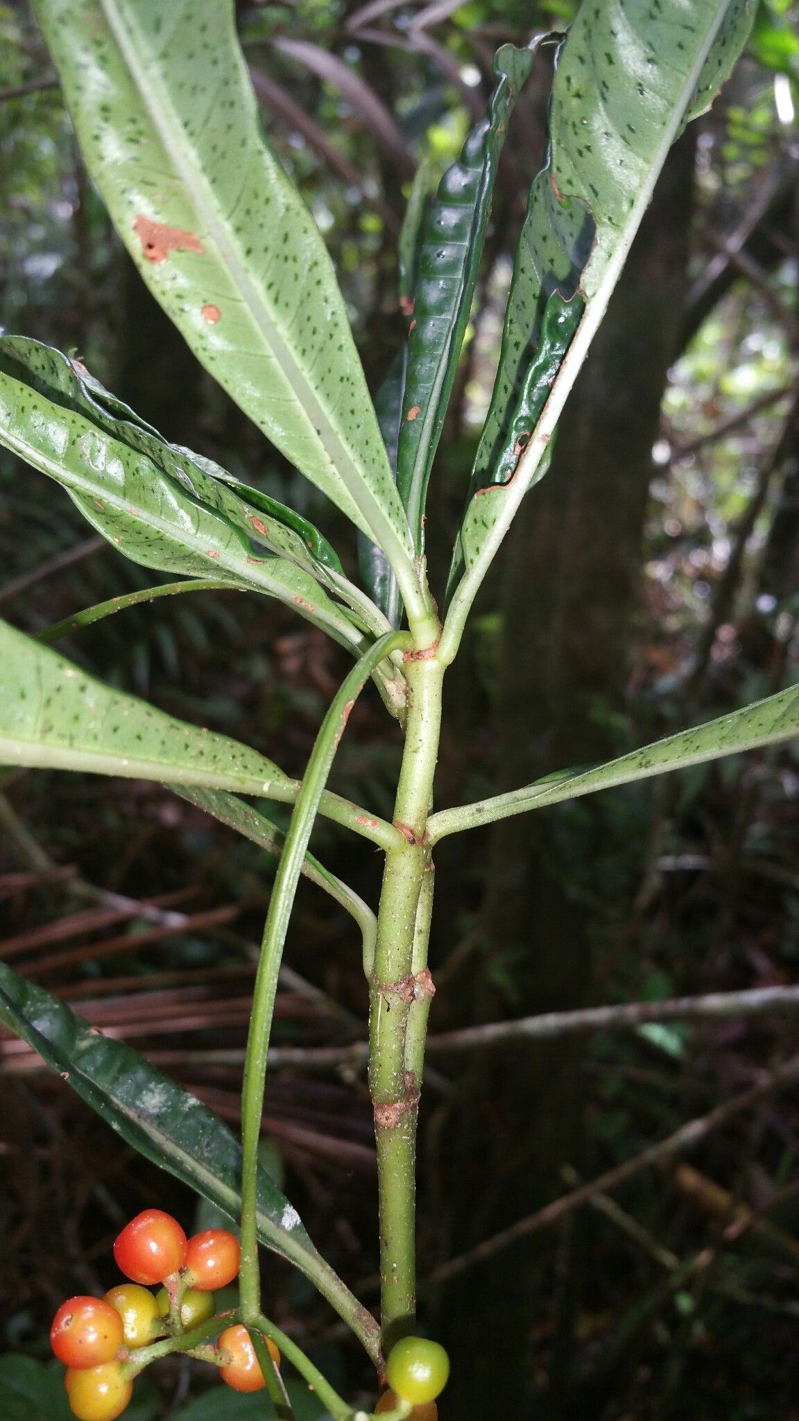 Psychotria pachygrammata leaf