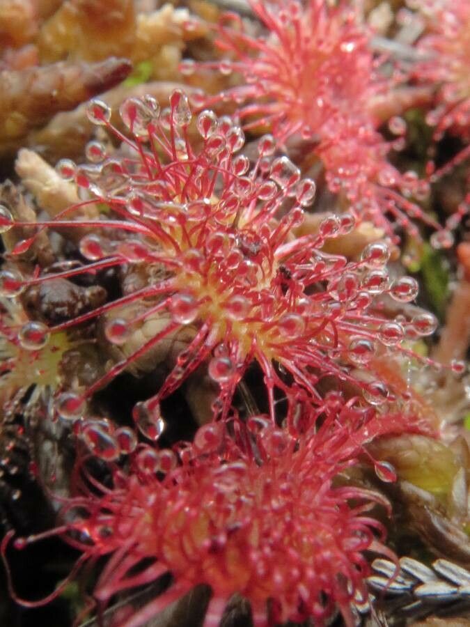 Drosera rotundifolia flower