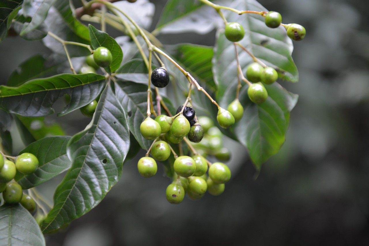 Vitex cooperi fruit