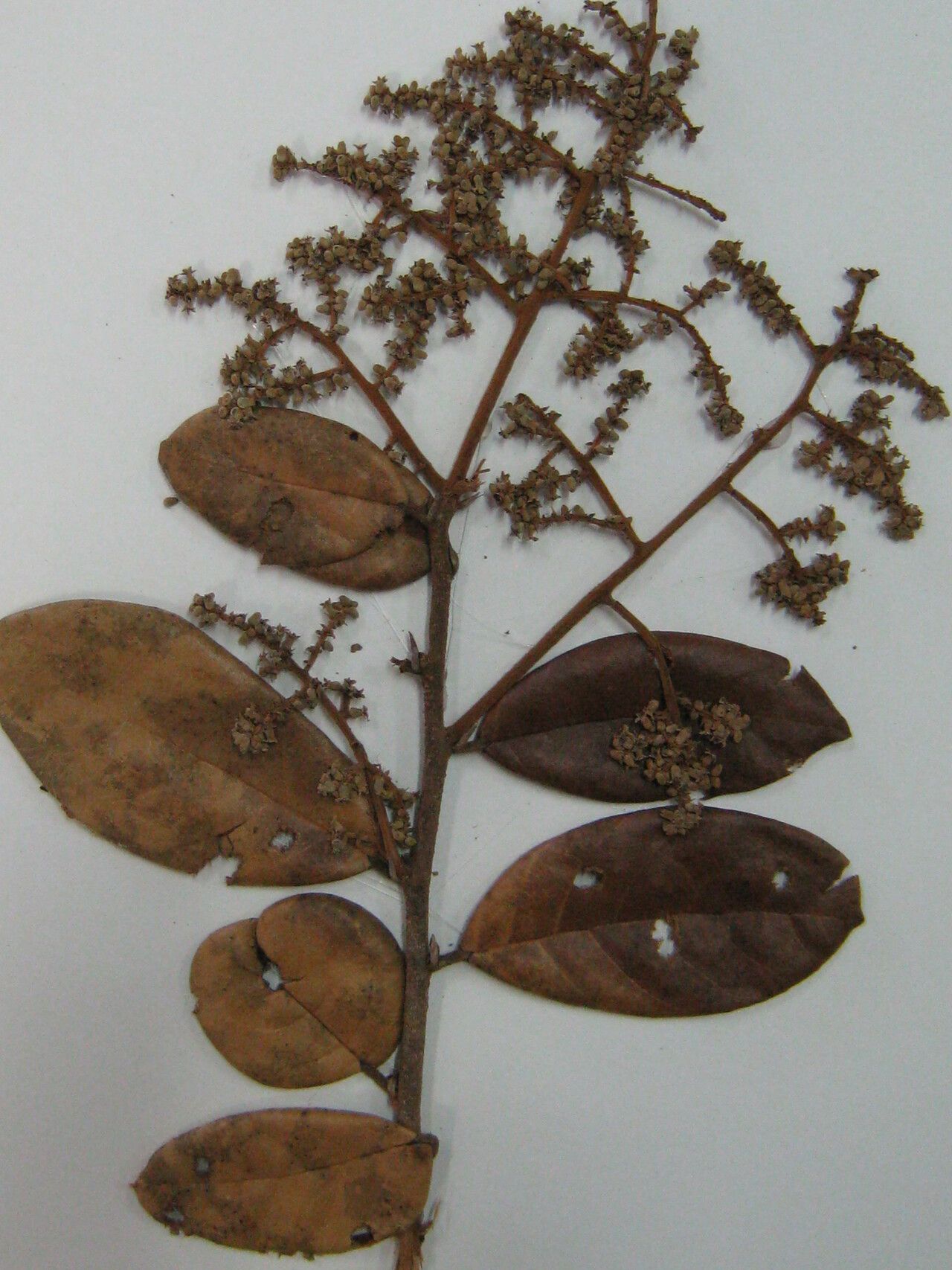 Licania ovalifolia other