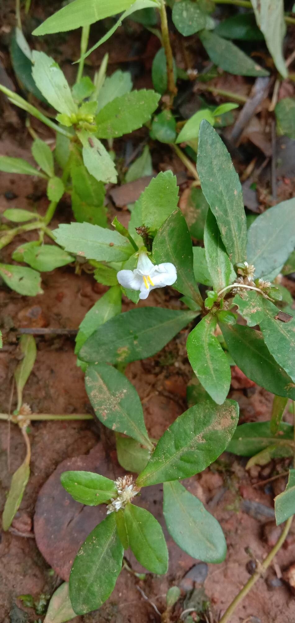 Bonnaya antipoda flower