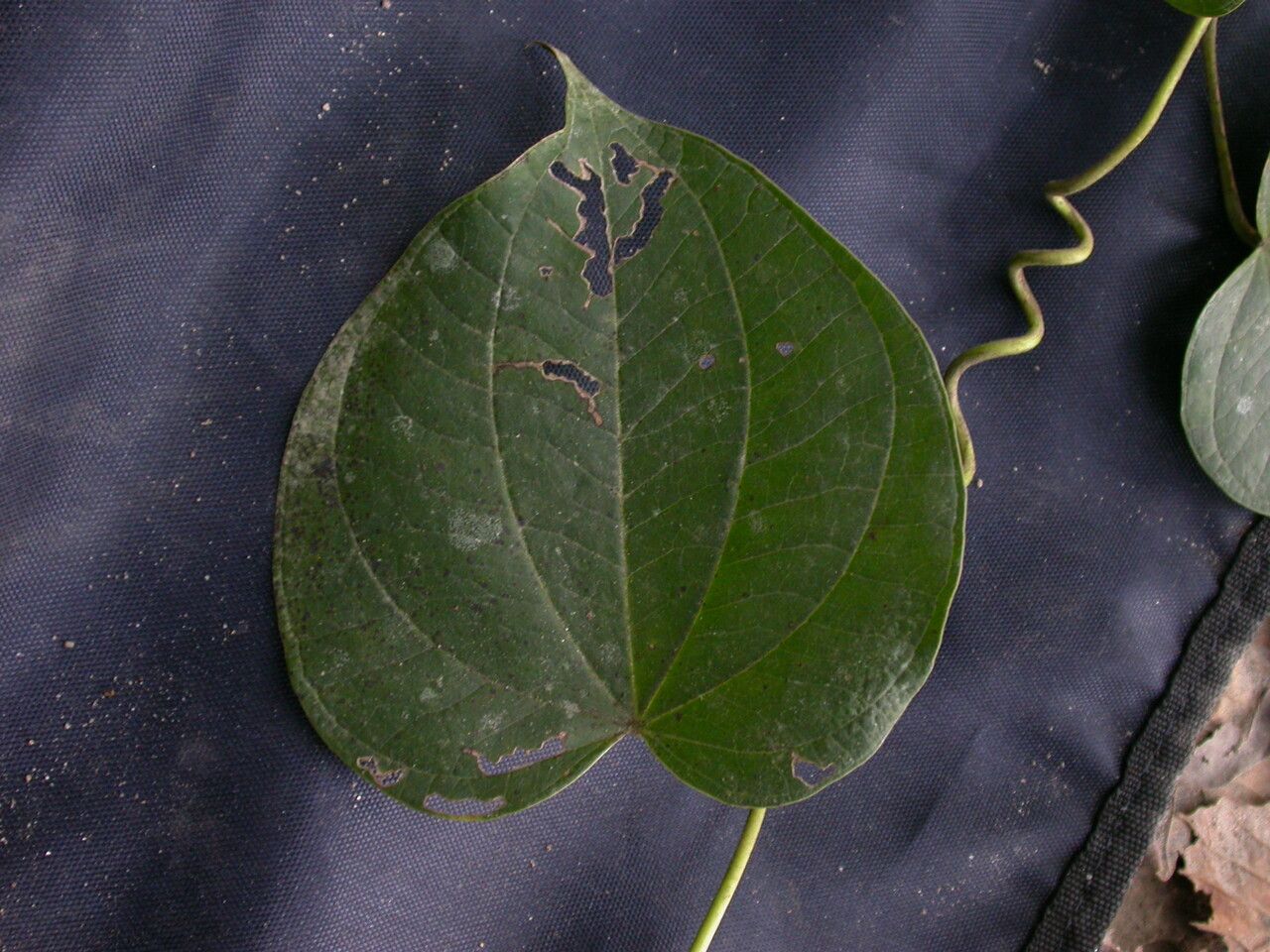 Dioscorea pubera habit
