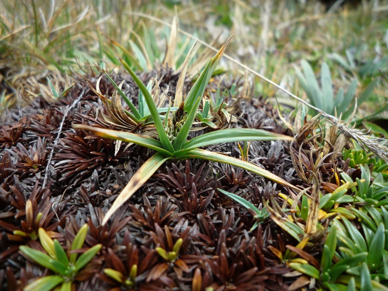 Carex brachycalama leaf
