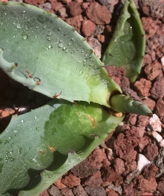 Agave temacapulinensis — houseplant care guide