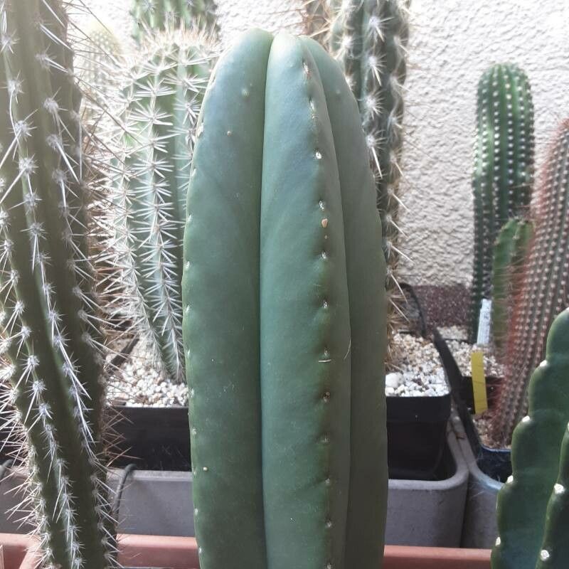 Echinopsis scopulicola leaf