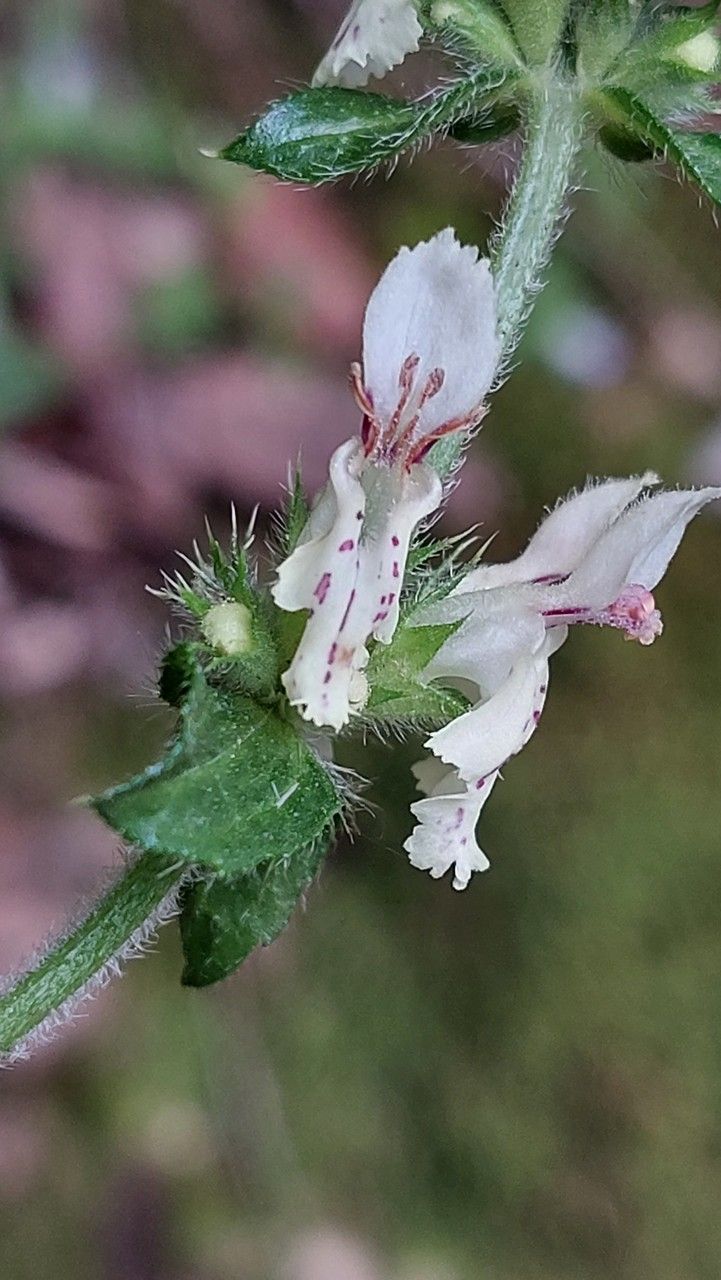 Stachys recta flower