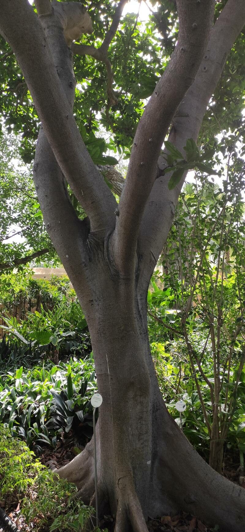 Ficus wildemaniana habit