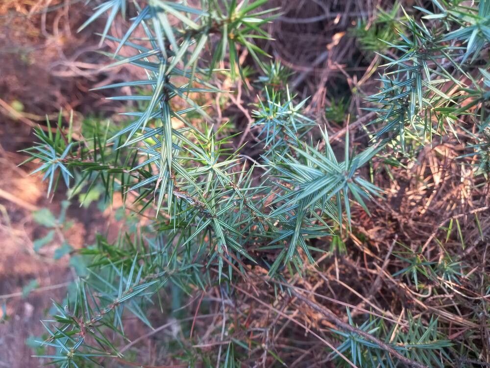 Juniperus deltoides — search result for 'Juniperus'