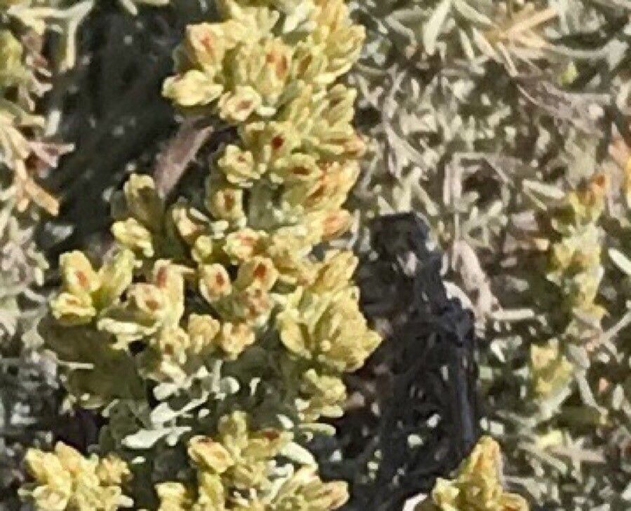 Artemisia caerulescens flower