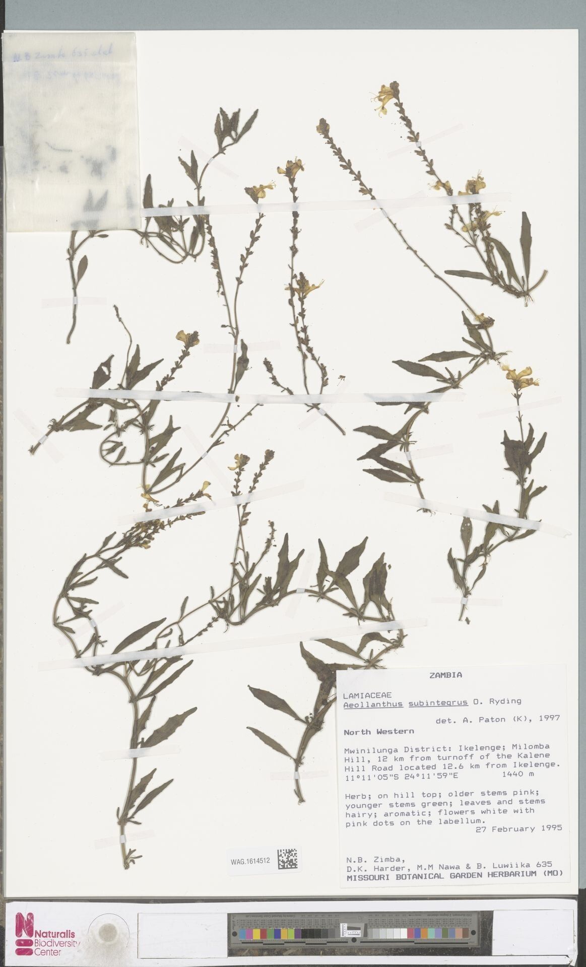 Aeollanthus subintegrus — houseplant care guide