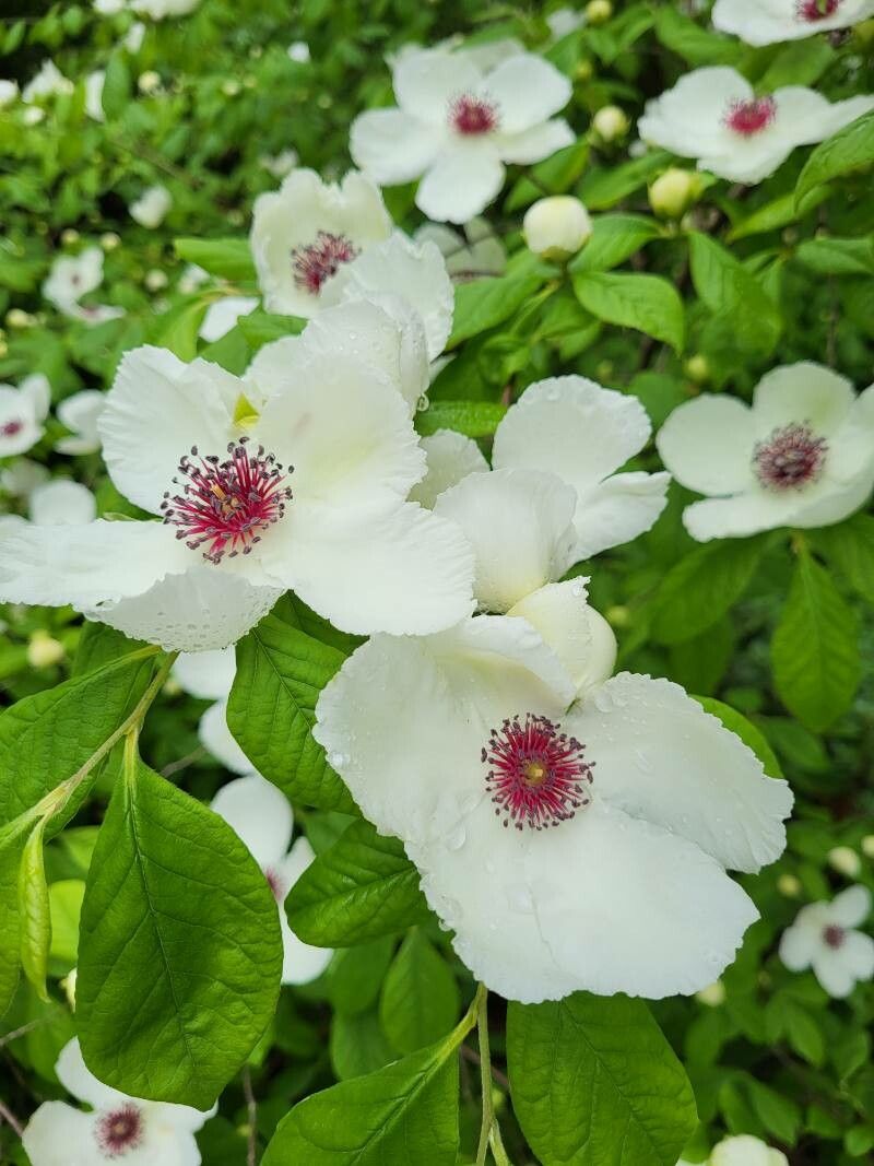 Stewartia malacodendron flower