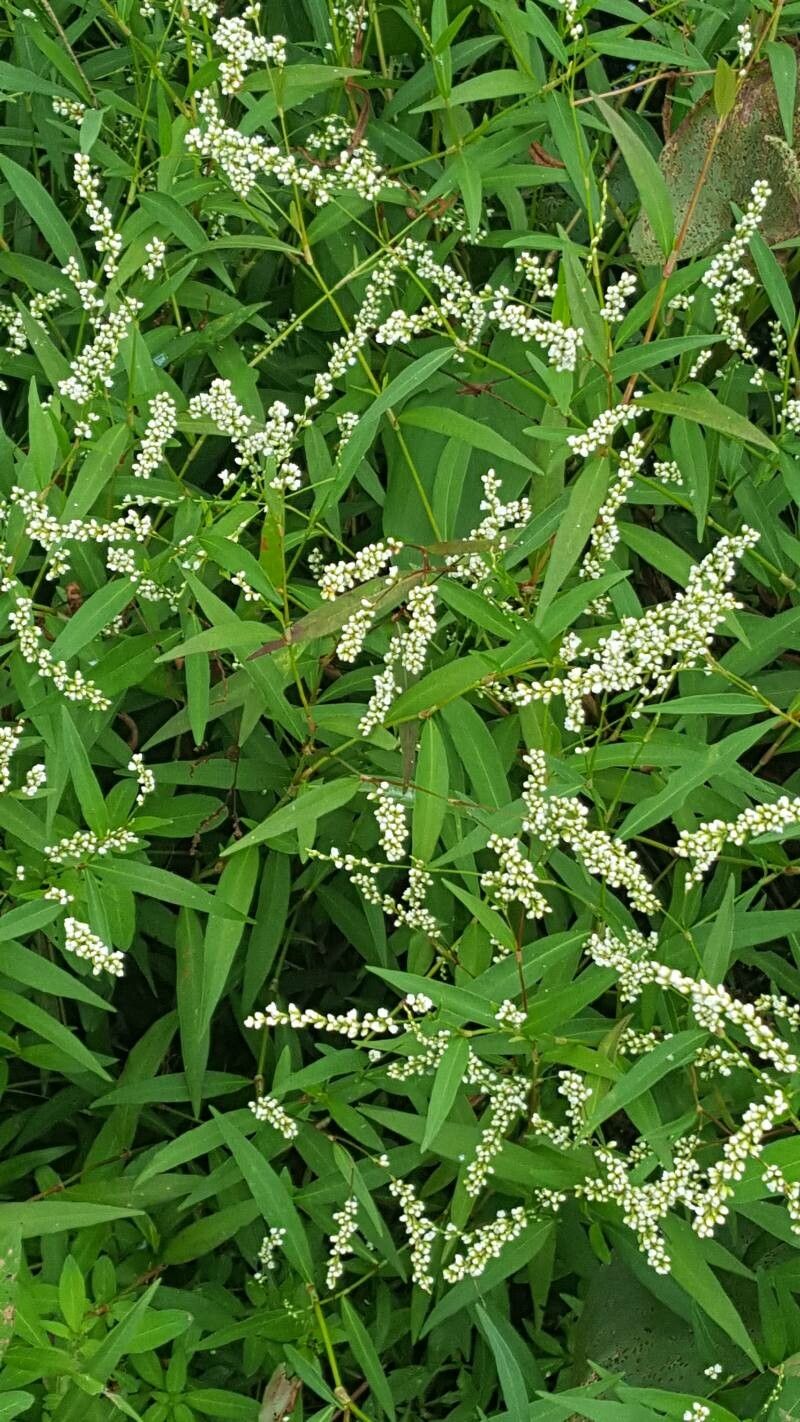 Polygonum setaceum habit