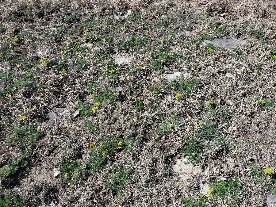 Pseudocymopterus montanus habit