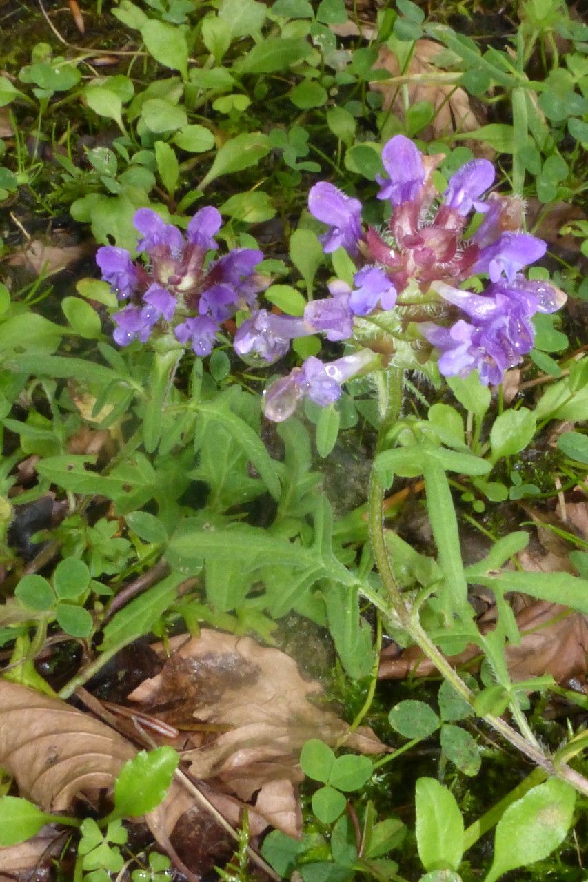 Prunella x giraudiasii habit