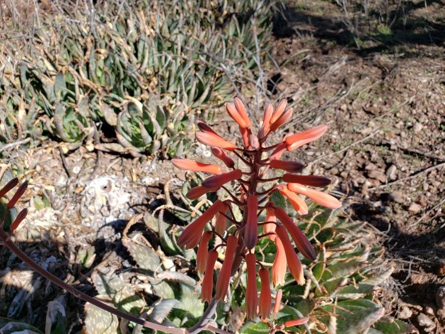 Aloe mubendiensis flower