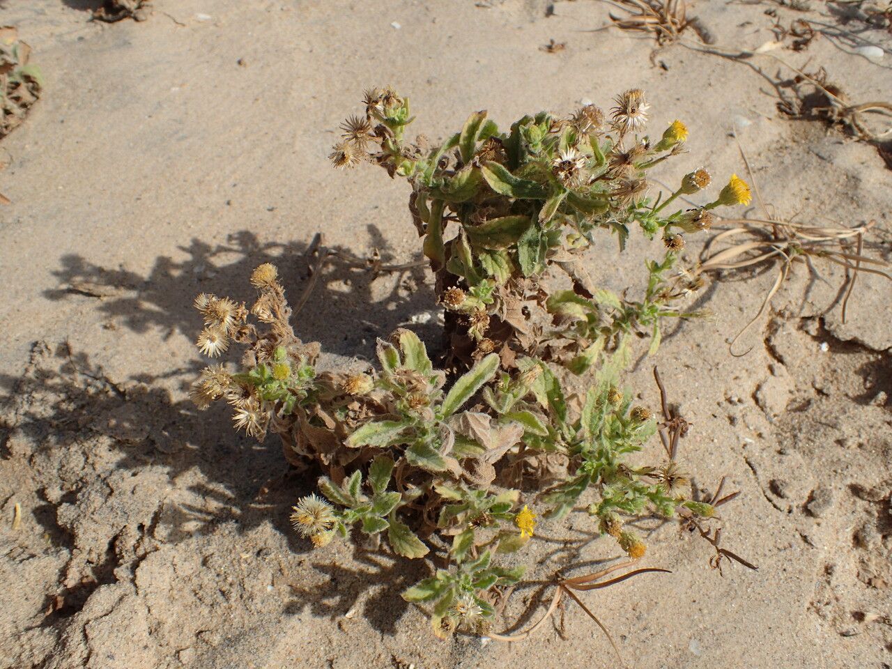 Nidorella aegyptiaca habit