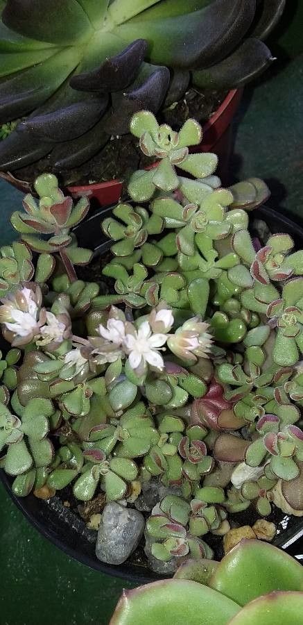Sedum niveum flower