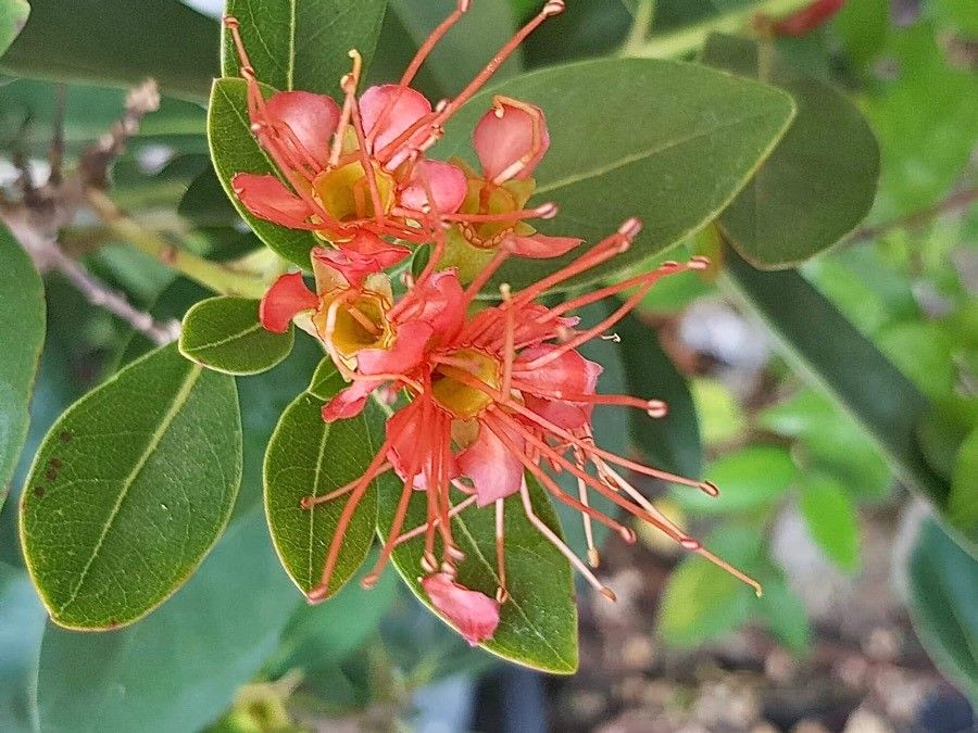 Xanthostemon francii flower