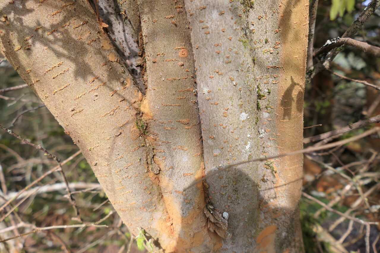 Nothofagus alpina bark