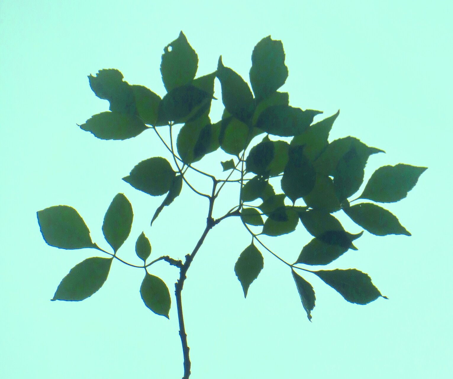 Fraxinus longicuspis — search result for 'Fraxinus'