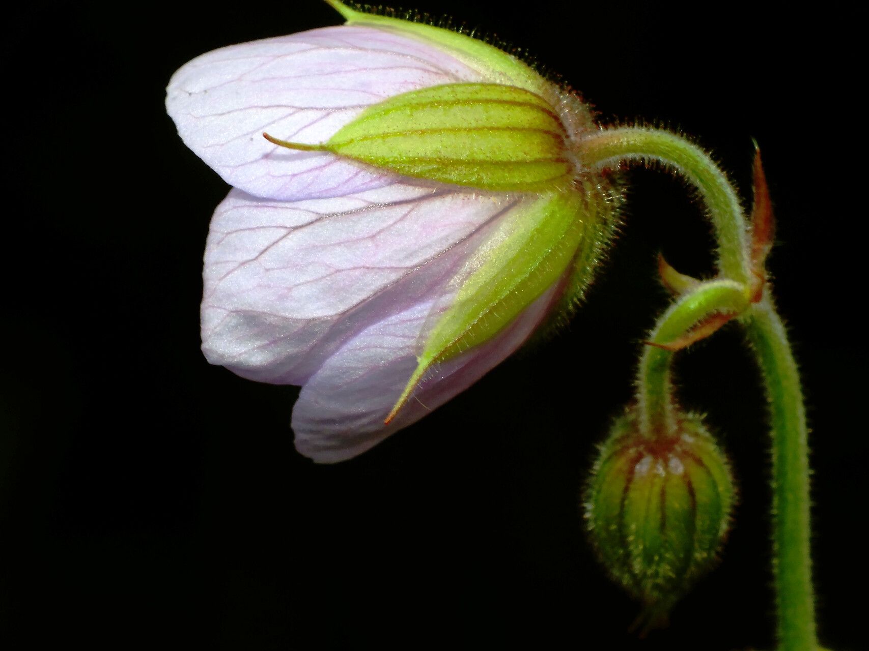 Geranium refractum — houseplant care guide