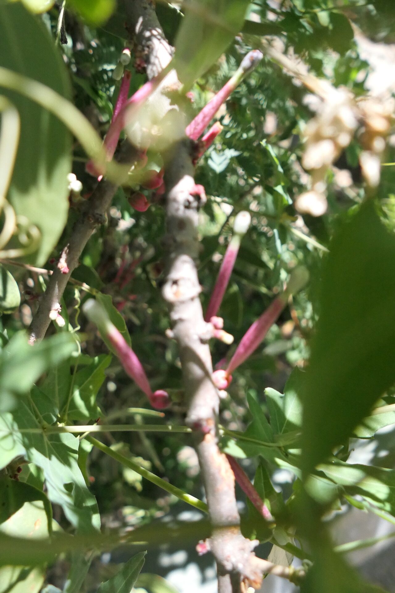 Tapinanthus oleifolius flower