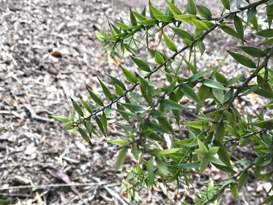 Melaleuca styphelioides — search result for 'Myrtaceae'