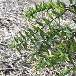 Melaleuca styphelioides