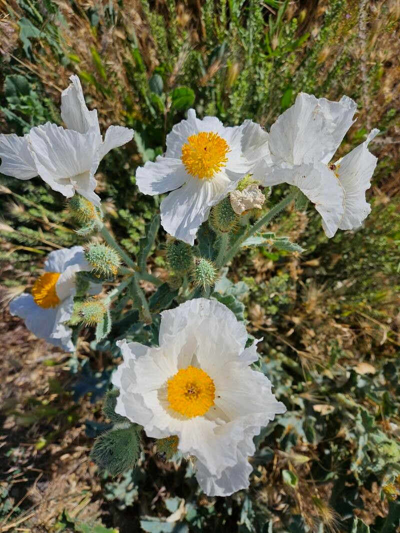 Argemone munita flower