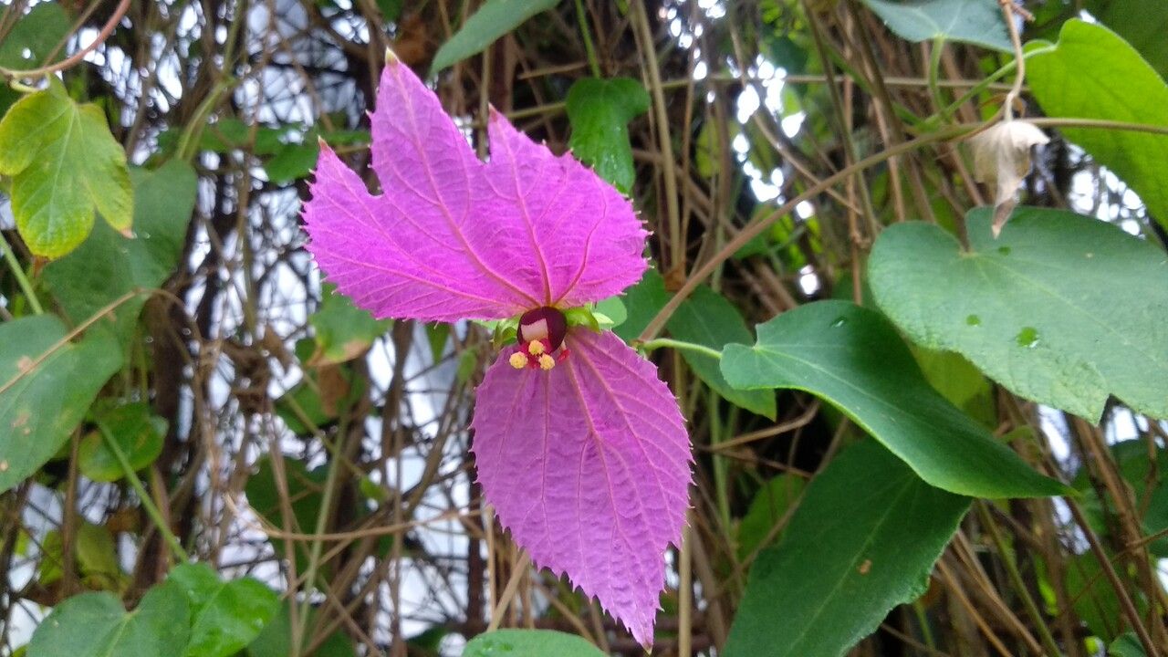 Dalechampia dioscoreifolia flower