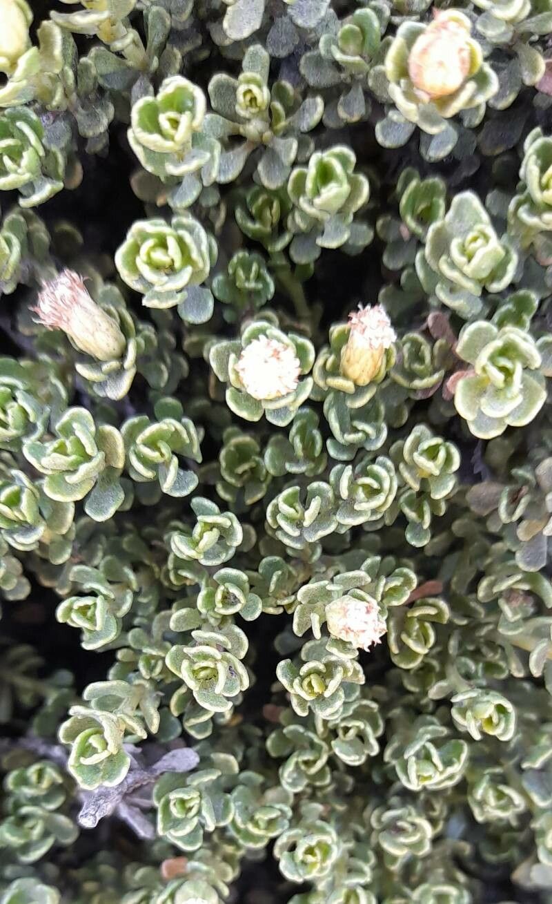 Baccharis magellanica flower