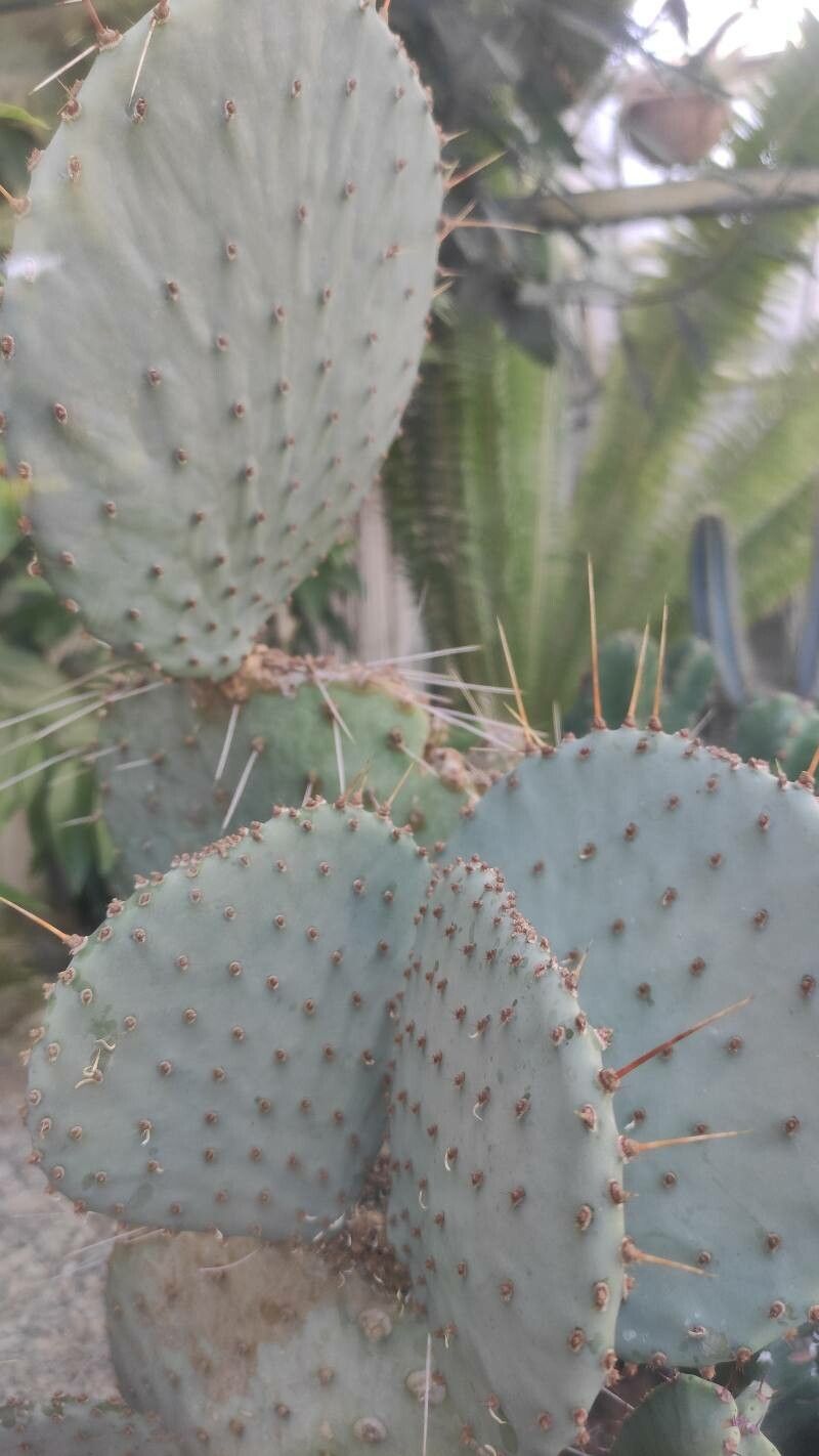 Opuntia azurea — search result for 'Opuntia'