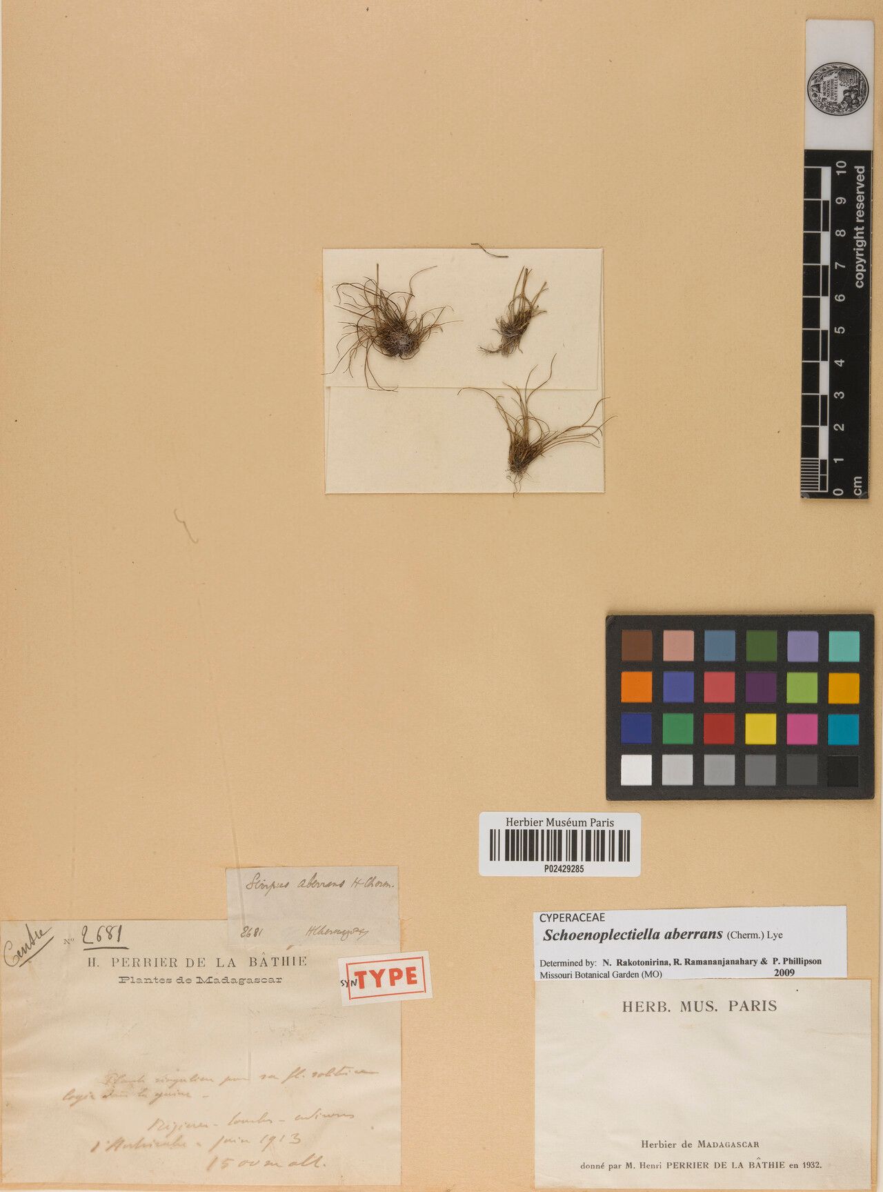 Schoenoplectiella aberrans — related species from the same genus