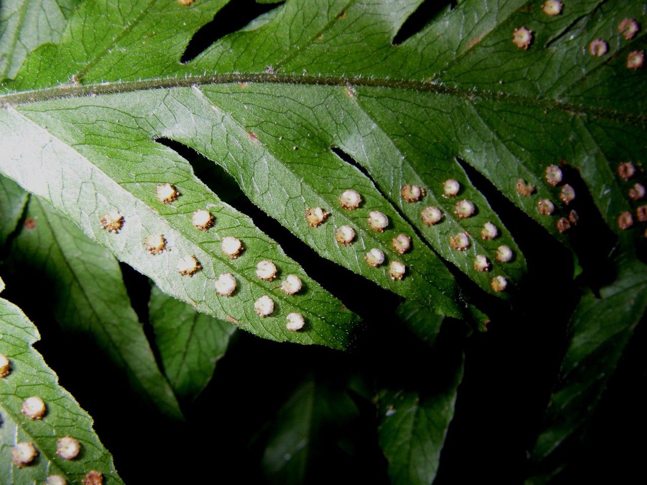 Tectaria mexicana — houseplant care guide