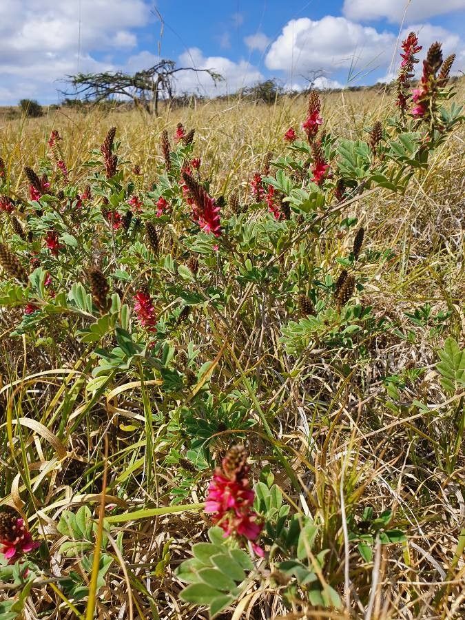 Indigofera schimperi habit