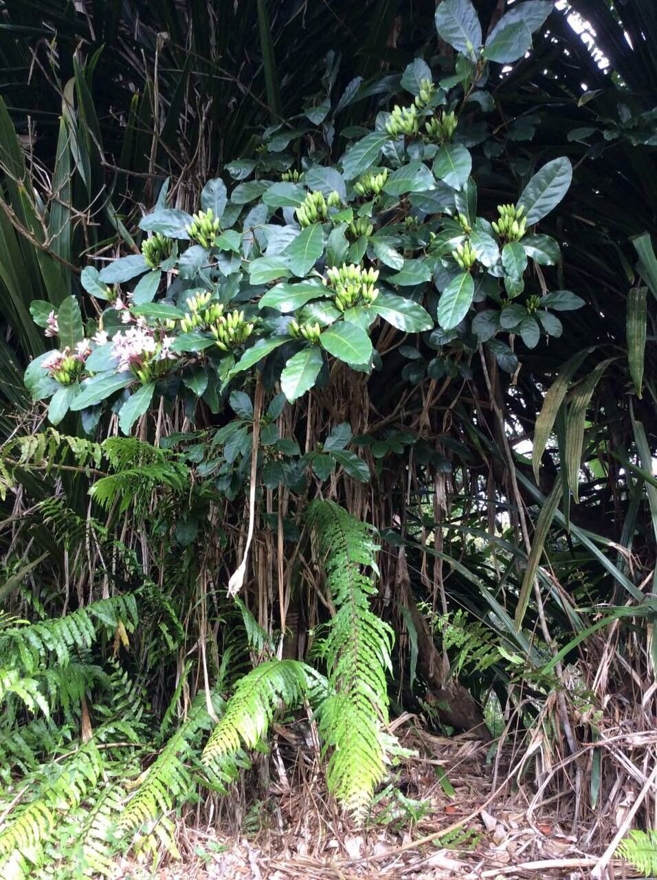 Clerodendrum alboviolaceum