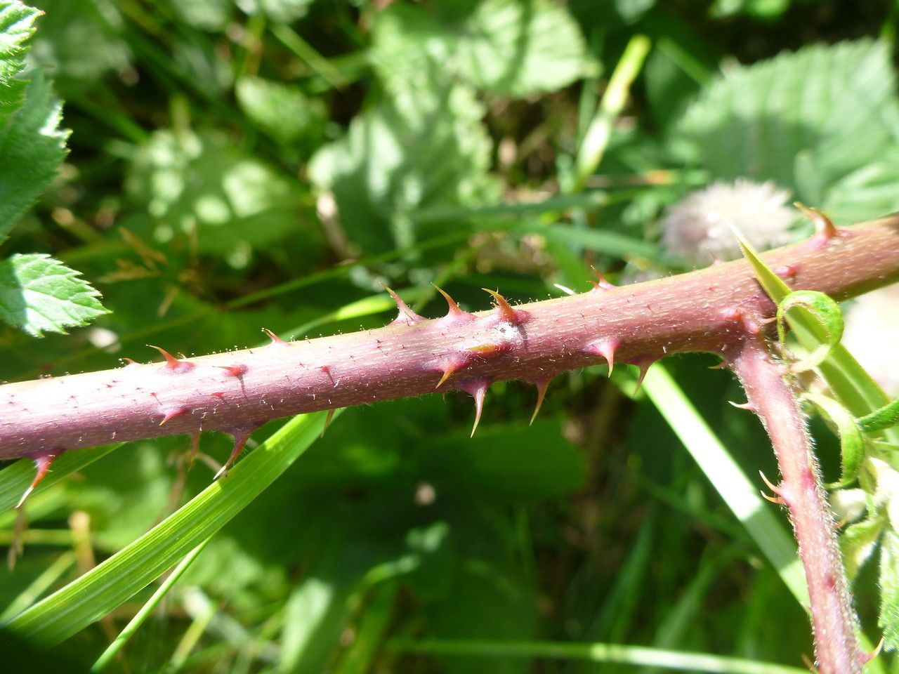 Rubus vanwinkelii bark
