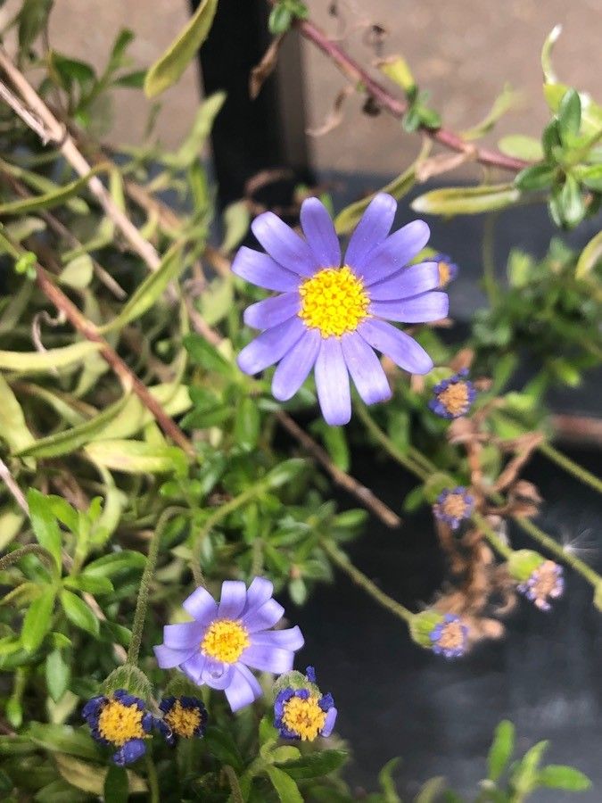 Felicia amelloides flower