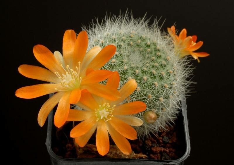 Aylostera fiebrigii flower