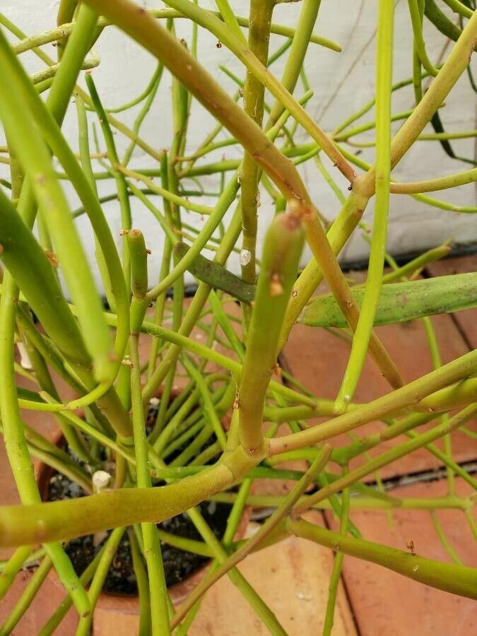 Euphorbia alluaudii — search result for 'Euphorbiaceae'